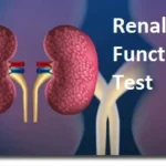 Renal Function Test