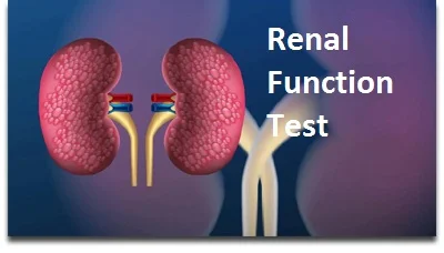 Renal Function Test