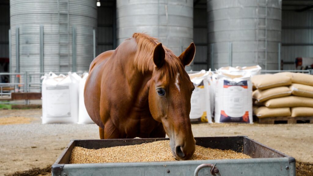 Learn how horse feed dealers and distributors support nutrition consistency, supply stability, and long term equine health.