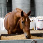 Learn how horse feed dealers and distributors support nutrition consistency, supply stability, and long term equine health.