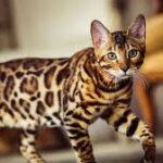 bengal kitten buy