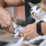 How to Handle a Feisty Cat: Practical Tips for Cat Owners