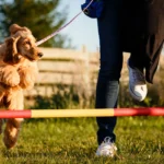 Private Training for Dogs