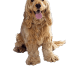 Pet Vaccination Dubai: Protecting Your Pet’s Health in a Changing Environment