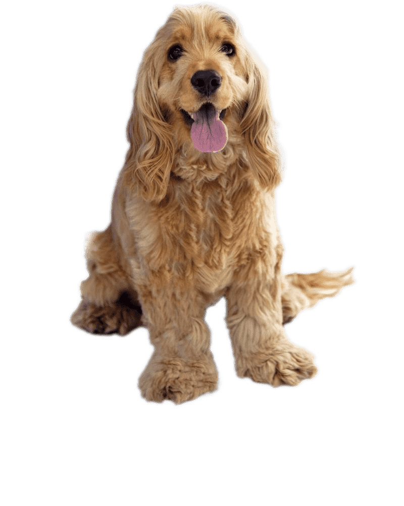 Pet Vaccination Dubai: Protecting Your Pet’s Health in a Changing Environment