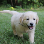 english cream golden retriever puppies for sale