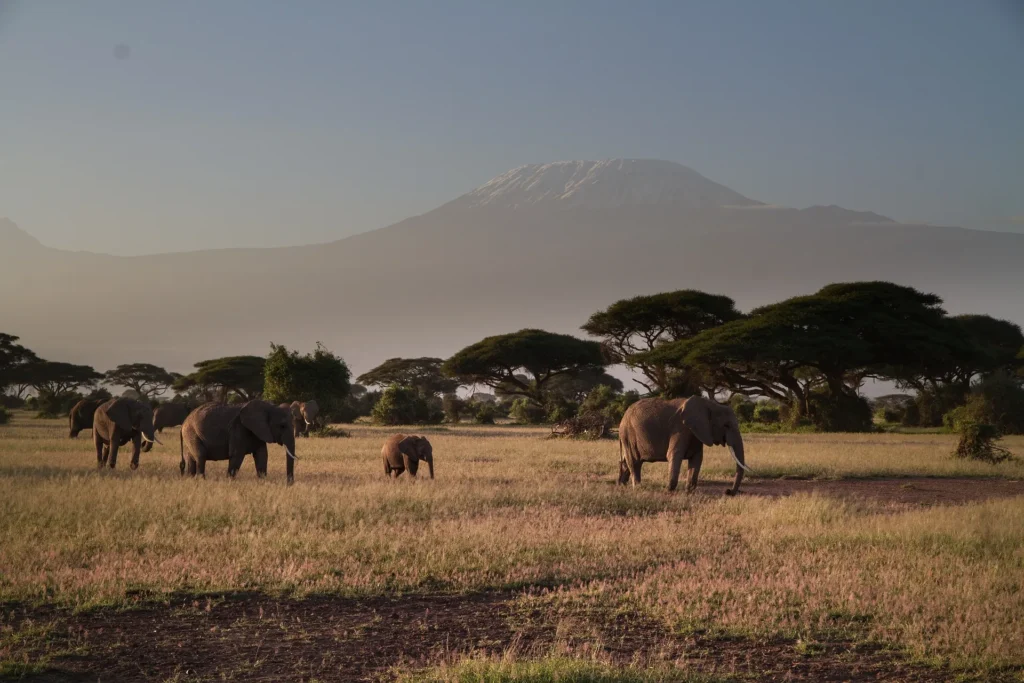 Kenya Tours and Safaris: Combining Masai Mara and Diani Beach