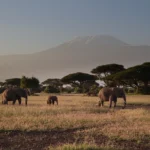 Kenya Tours and Safaris: Combining Masai Mara and Diani Beach