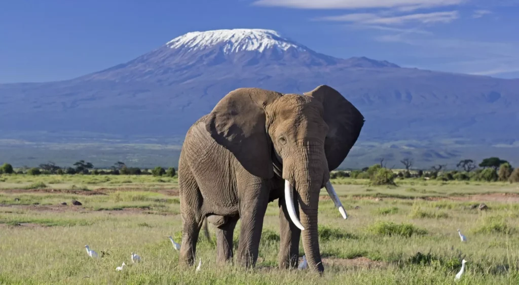 Kenya Safari Mombasa: Combining Wildlife Safaris with Diani Beach Escapes