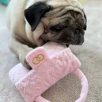 Dog chew bones Dubai | Paw Maison