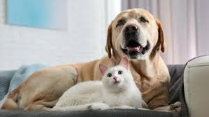 The Ultimate Guide to a Dog Food Calculator and a Smart Royal Canin Weight Loss Plan