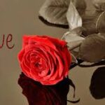 Why Love Roses Are the Ultimate Romantic Gift