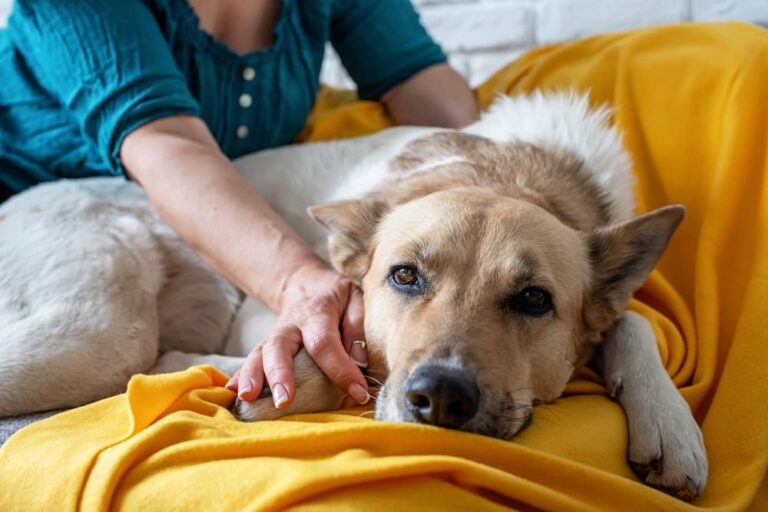 How Can You Ensure Your Pet’s Last Days Are Pain-Free and Comfortable