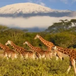 Kenya Tours and Safaris: What to Expect on Your First Safari