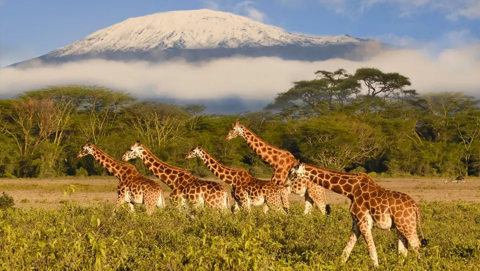 Kenya Tours and Safaris: What to Expect on Your First Safari