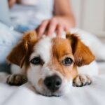 Pet Loss Grief Counselors