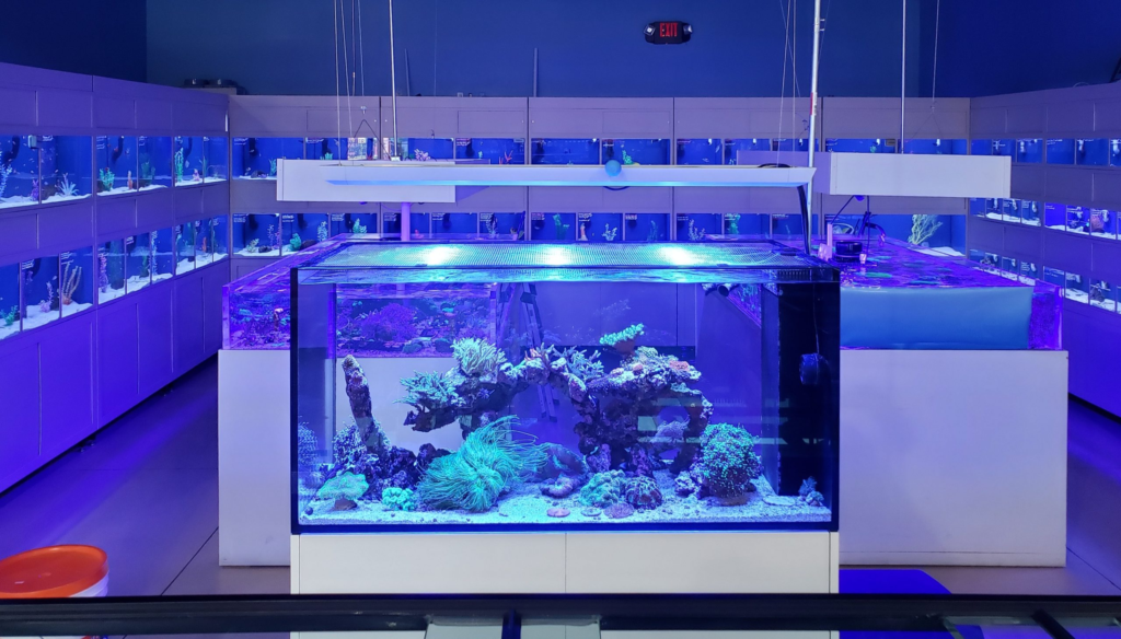 Saltwater fish store online