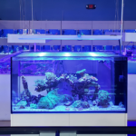 Saltwater fish store online