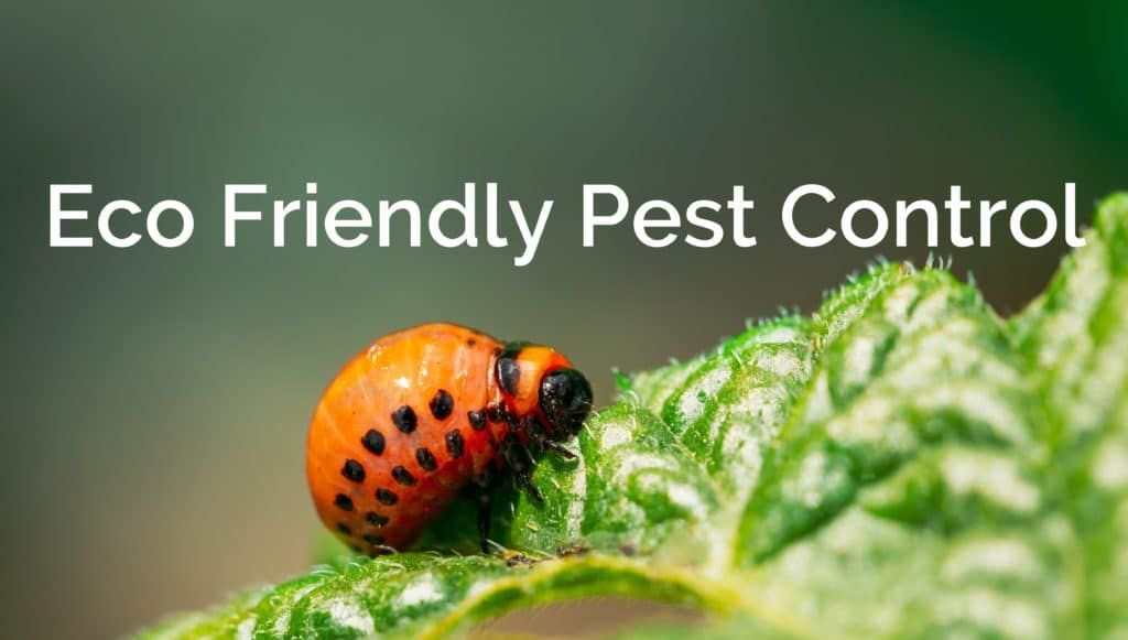 Eco Friendly Pest Control Solutions