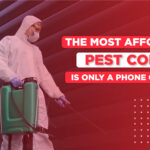 Beyond the Buzz: Smarter Pest Defense Strategies for the 2026 Homeowner