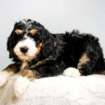 Your Guide to Finding the Best Bernedoodle Breeders for a Lifelong Companion