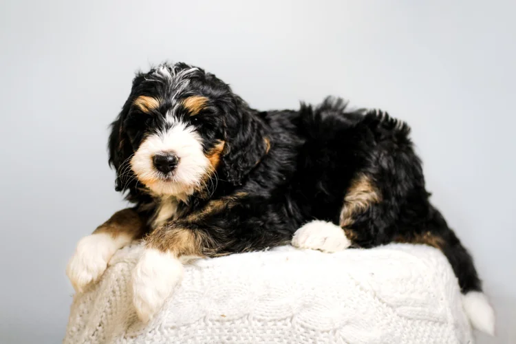 Your Guide to Finding the Best Bernedoodle Breeders for a Lifelong Companion