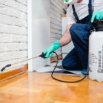 Pest Control Islamabad – Protect Your Home and Business from Harmful Pests