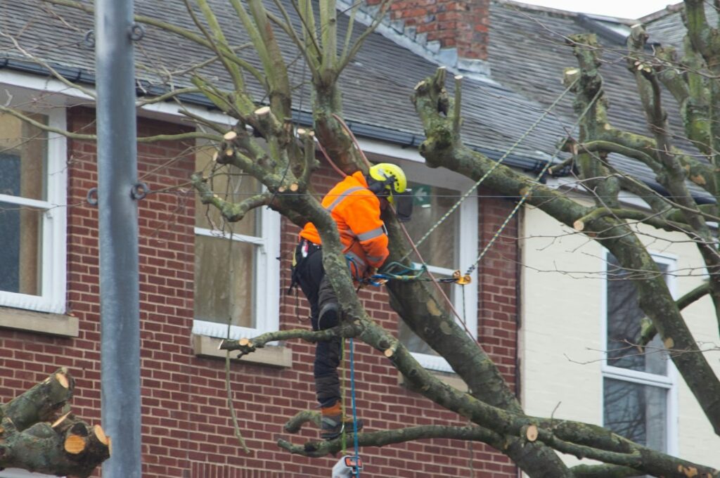 Arborist