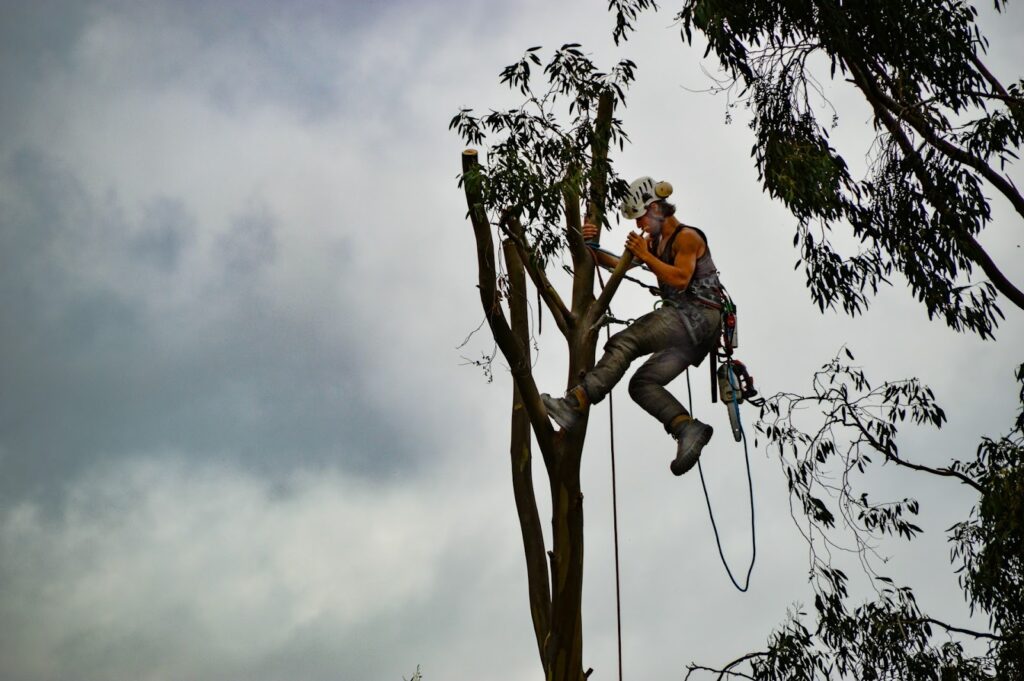 Arborist