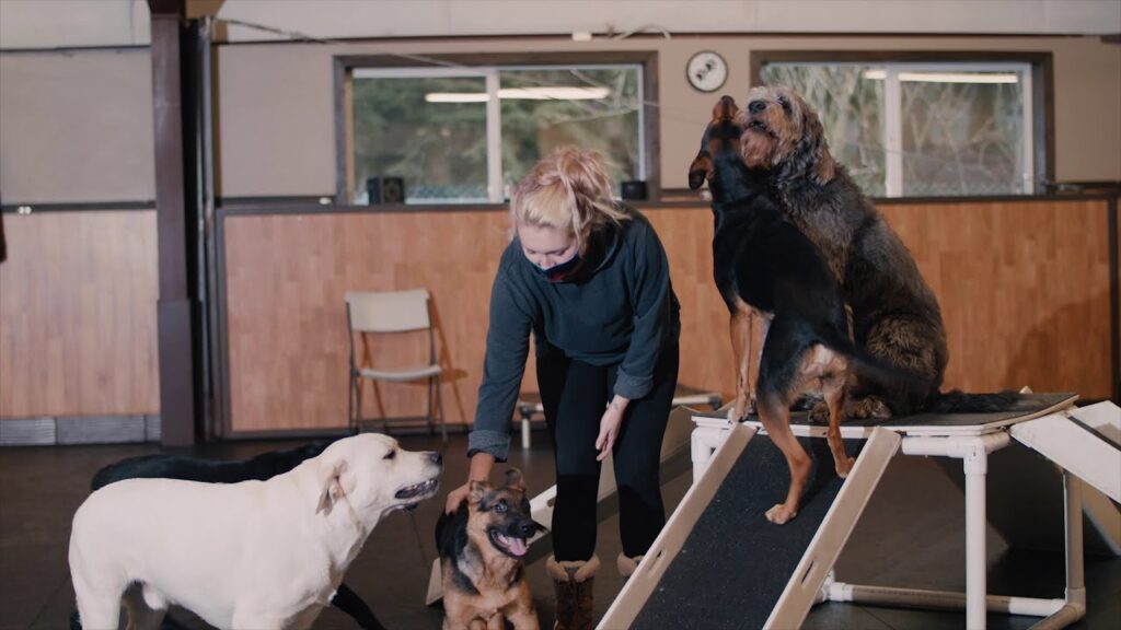 Dog Boarding Kennels