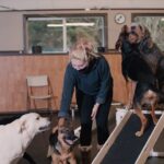 Dog Boarding Kennels