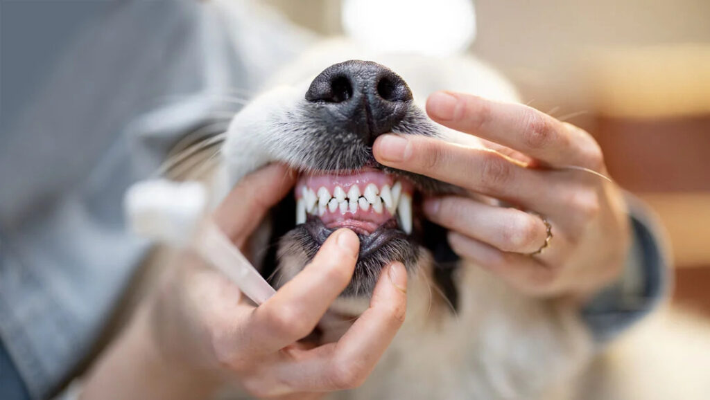 Dog Teeth Cleaning Without Anesthesia