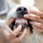 Dog Teeth Cleaning Without Anesthesia