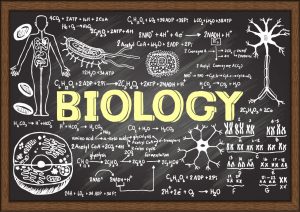 biology essays