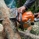 5 Common Tree Problems and How Tree Services Can Help