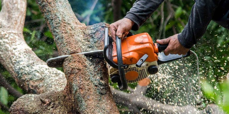 5 Common Tree Problems and How Tree Services Can Help